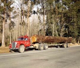 Pine Milling Co Ltd Rotorua International Logging Truck Photographed 1965