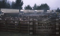 Image showing multiple livestock transport trucks parked at a farm yard, with cattle in the foreground. Livestock transport trucks lined up at a farm, ready for loading or unloading animals.