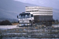 A powerful truck driving through challenging off-road conditions with a substantial cargo load. Heavy-duty truck navigating rugged terrain with a large load.
