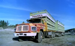 Tuapeka Transport TW50 under livestock crates, pulling a four-axle trailer early 1980's.